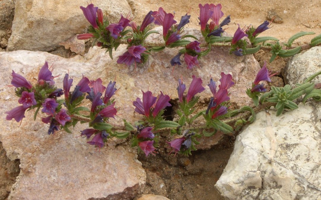 Hypnose eriksonienne